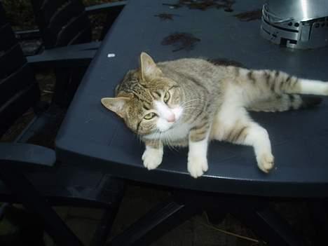 Blanding af racer Lasse - Heij og velkommen til min profil billede 1