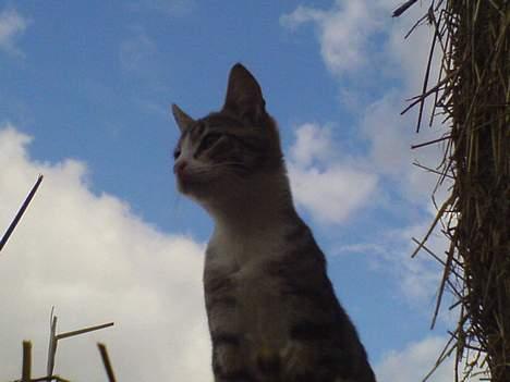 Blanding af racer Lasse billede 2