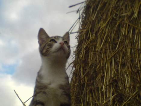 Blanding af racer Lasse billede 3