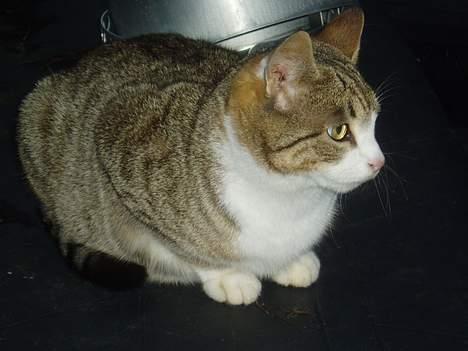 Blanding af racer Lasse billede 4