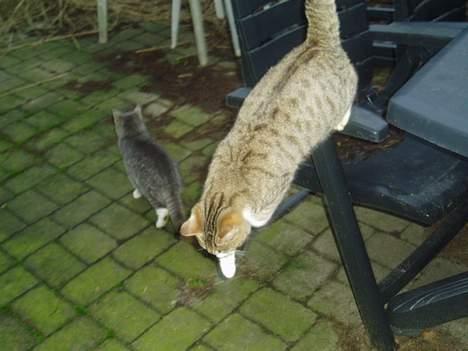 Blanding af racer Lasse billede 5