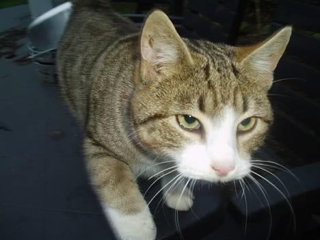 Blanding af racer Lasse billede 6