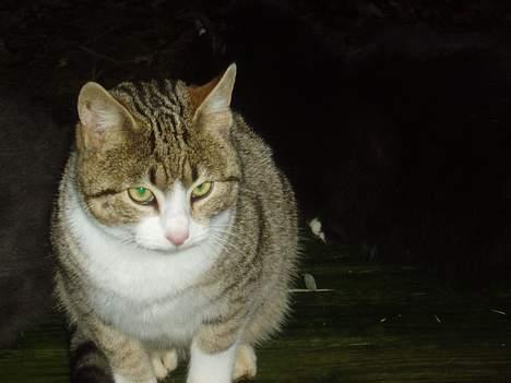 Blanding af racer Lasse billede 7