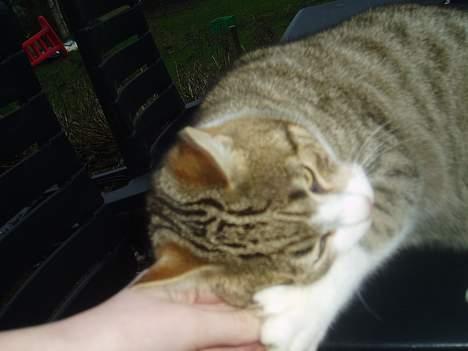 Blanding af racer Lasse billede 8