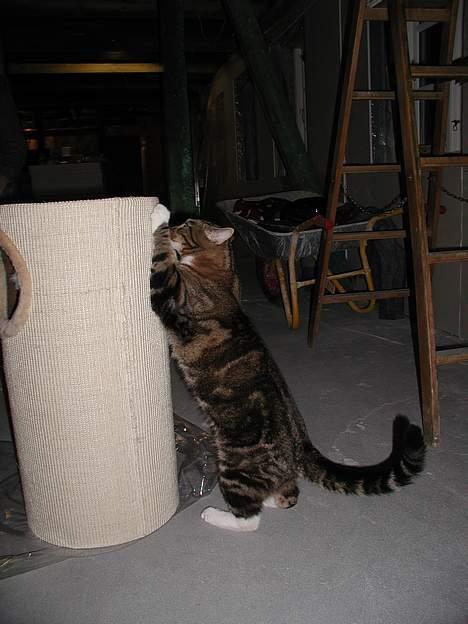 Blanding af racer Victor - nu skal mine klør altså lige ordnes billede 1