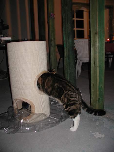 Blanding af racer Victor - victor leger over i vores hus med sit nye klatretræ billede 2