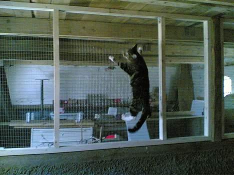 Blanding af racer Victor - hallo er der nogen der ude, hov hvad er det for en bjørn som er der inde billede 3