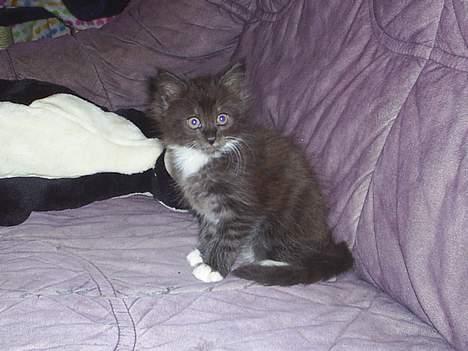 Maine Coon Dk Frøik Alania billede 1