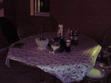 Blanding af racer Victor - lidt magelig har man vel lov til at være billede 4