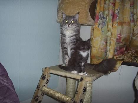 Maine Coon Dk Frøik Alania billede 2