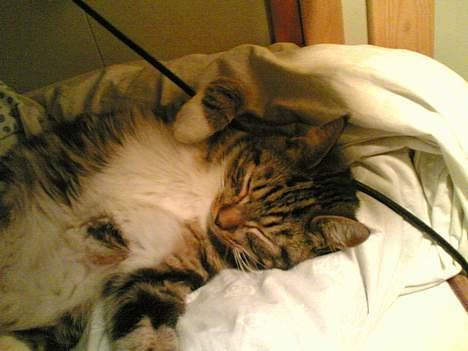 Blanding af racer Victor - shyyyyy victor sover og noget SKAL man altså putte med billede 5