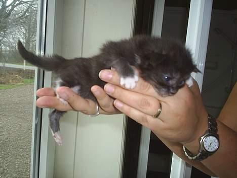 Maine Coon Dk Frøik Alania billede 3