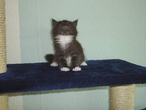 Maine Coon Dk Frøik Alania billede 4