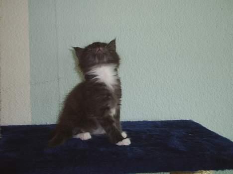 Maine Coon Dk Frøik Alania billede 5