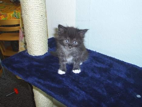 Maine Coon Dk Frøik Alania billede 6