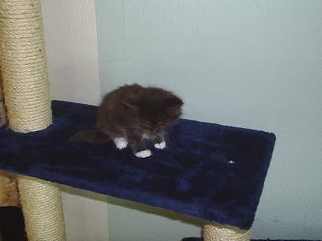 Maine Coon Dk Frøik Alania billede 7