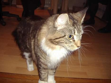 Maine Coon Coon Danica's Send From H billede 12
