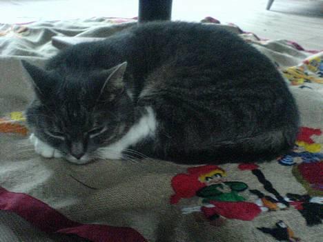 Huskat Mugge. billede 6