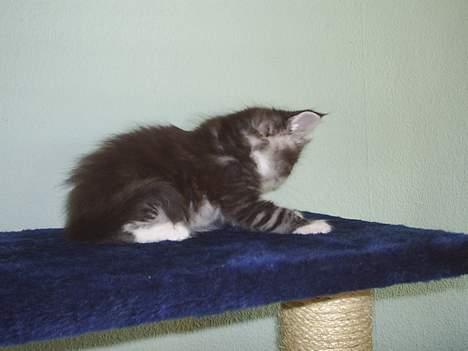 Maine Coon DK frøik amigo billede 12