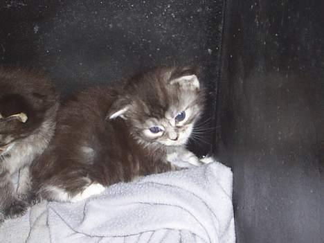 Maine Coon DK frøik amigo billede 13