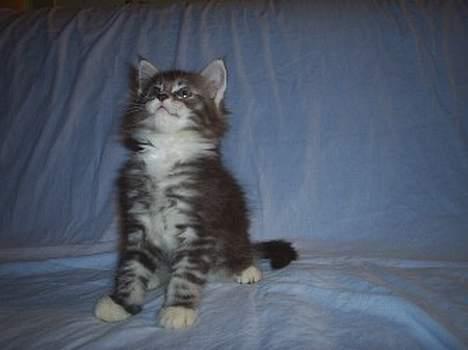 Maine Coon DK frøik amigo billede 14