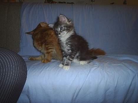 Maine Coon DK frøik amigo billede 15