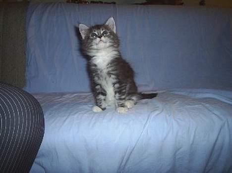 Maine Coon DK frøik amigo billede 16