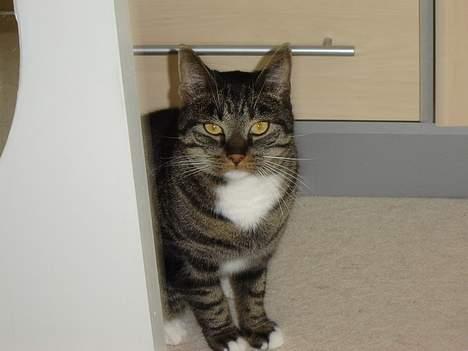 Huskat tyson - ligger lige på lur så jeg kan skræmme nikki billede 1