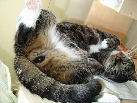 Huskat tyson - sådan ligger jeg og slapper af når nikki ikke ligger her billede 2