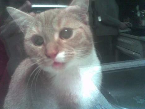 Blanding af racer Sara - Luk mig iiiiind ! Der er koldt, jeg fryser! Kom nuu! billede 9