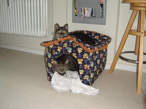 Huskat tyson - har hver sin lejlighed billede 3