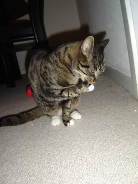 Huskat tyson - forbereder mig lige til at jagte nikki billede 4