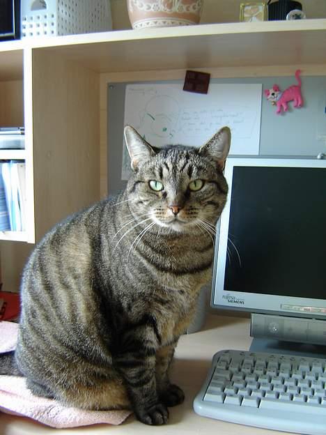 Huskat tyson -  nikki skal lige overskue situationen billede 5