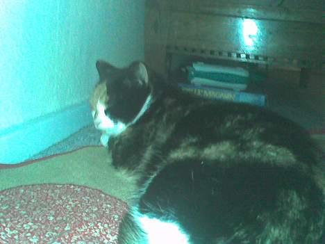 Blanding af racer Pjok - Juletræet er dejligt at ligge under! billede 11