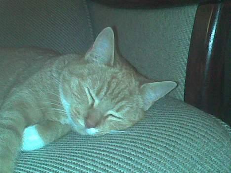 Blanding af racer Sara - Jeg er træææt *zzzzZZZZzzzzz* billede 10