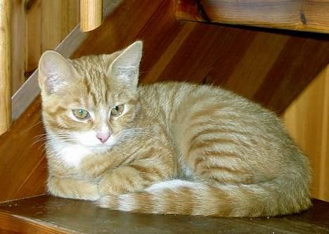 Blanding af racer Sara - Min bror Sim.. Jeg savner dig ! <3 billede 11