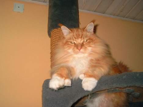 Maine Coon Mozart - kik godt efter min tå billede 1