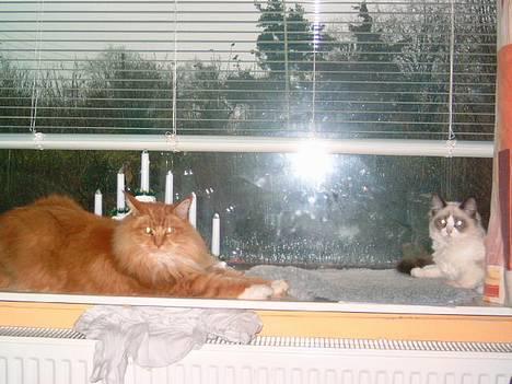 Maine Coon Mozart billede 2