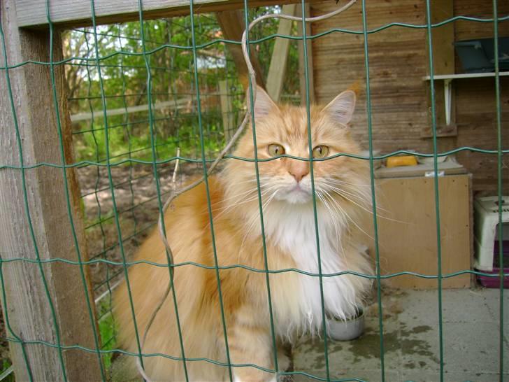 Maine Coon Mozart billede 3