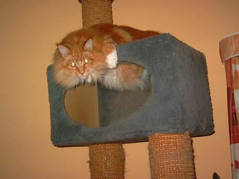 Maine Coon Mozart billede 4