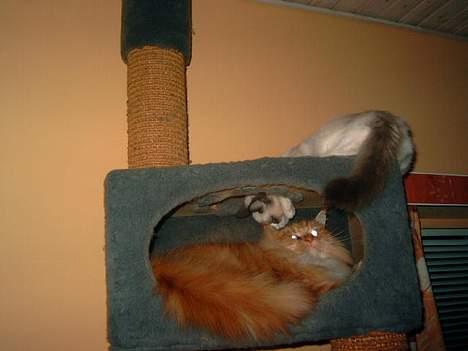 Maine Coon Mozart - var du der billede 5