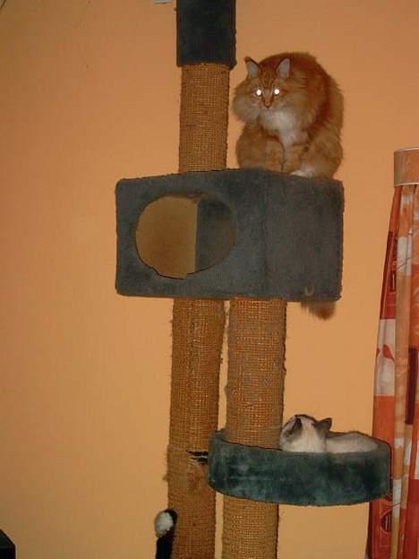 Maine Coon Mozart billede 6