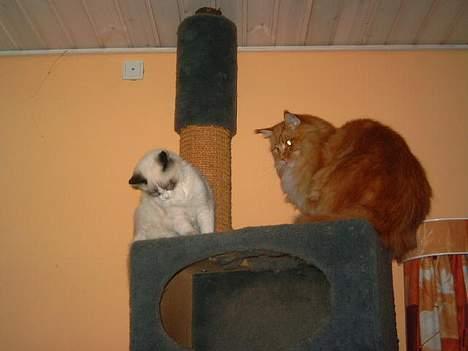 Maine Coon Mozart - Hey kom lige på besøg billede 7