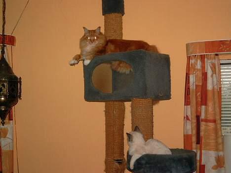 Maine Coon Mozart billede 8