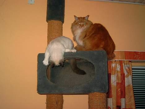 Maine Coon Mozart - Fald nu ikke ned  du billede 9