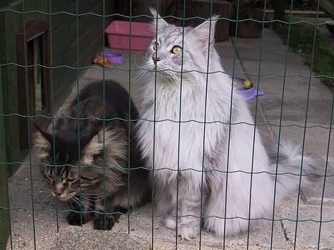 Maine Coon Mozart - Min katte pension billede 10