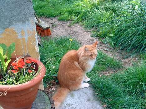 Maine Coon Mozart billede 11