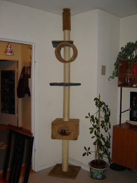 Huskat tyson - dette kradsetræbruger vi når vi syntes vi har bevæget os for lidt  billede 6