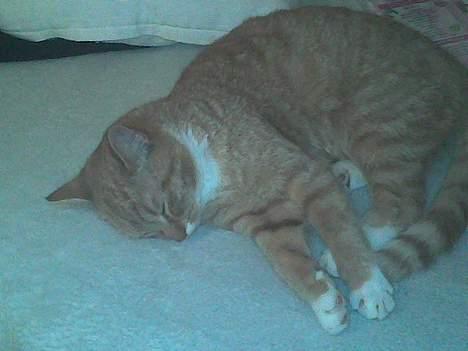 Blanding af racer Sara - Det har været en hård dag, jeg er træt !!!! billede 12