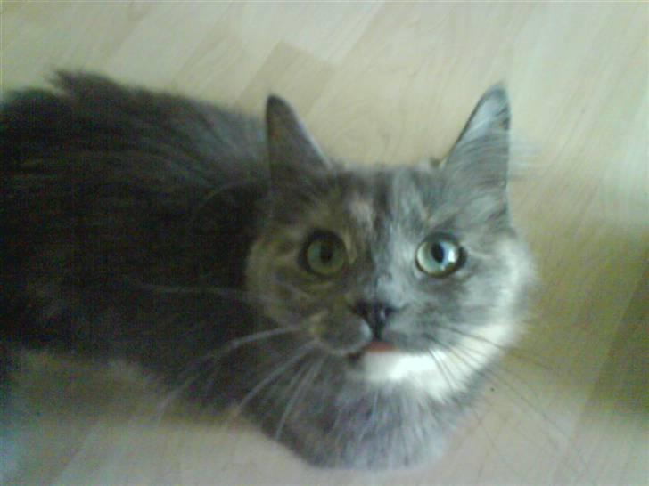 Blanding af racer Fleur R.I.P - Hvad er det du har der?? billede 7